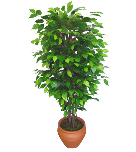 Ficus Benjamin 1,50 cm   Burdur anneler gn iek yolla 