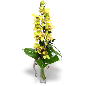 Burdur nternetten iek siparii  cam vazo ierisinde tek dal canli orkide
