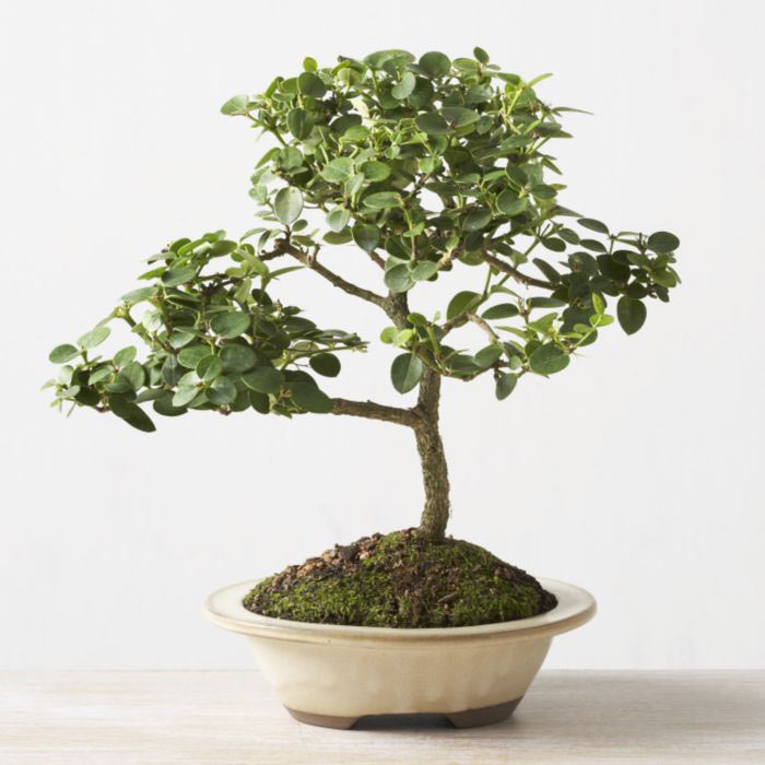 ithal bonsai saksi iegi  Burdur iek online iek siparii 