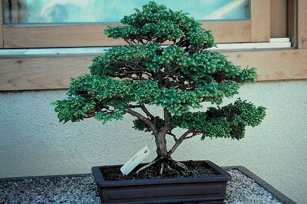 ithal bonsai saksi iegi  Burdur 14 ubat sevgililer gn iek 
