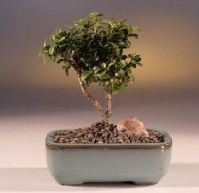  Burdur iek yolla  ithal bonsai saksi iegi  Burdur internetten iek sat 
