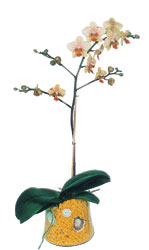  Burdur online iek gnderme sipari  Phalaenopsis Orkide ithal kalite
