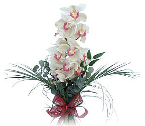  Burdur iek siparii sitesi  Dal orkide ithal iyi kalite