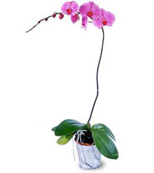  Burdur cicekciler , cicek siparisi  Orkide ithal kaliteli orkide 