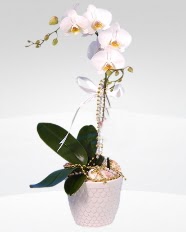 1 dallı orkide saksı çiçeği  Burdur online çiçekçi , çiçek siparişi 