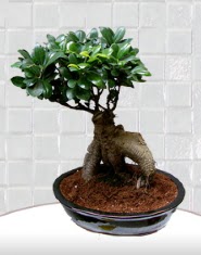 saks iei japon aac bonsai  Burdur kaliteli taze ve ucuz iekler 