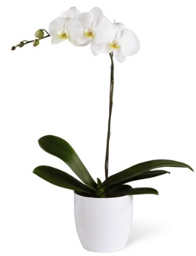 1 dall beyaz orkide  Burdur 14 ubat sevgililer gn iek 