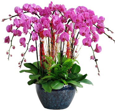 9 dallı mor orkide  Burdur 14 şubat sevgililer günü çiçek 