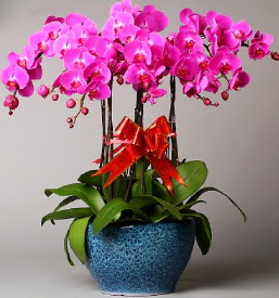 7 dall mor orkide  Burdur iek online iek siparii 