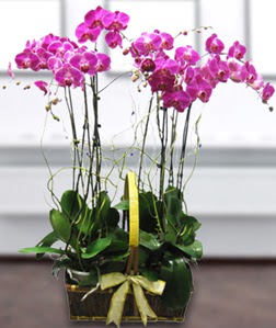4 dall mor orkide  Burdur gvenli kaliteli hzl iek 
