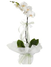 1 dal beyaz orkide iei  Burdur iek siparii vermek 