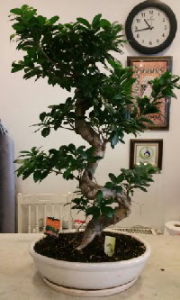 100 cm yüksekliğinde dev bonsai japon ağacı  Burdur İnternetten çiçek siparişi 