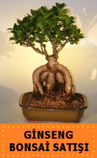 Ginseng bonsai sat japon aac  Burdur cicek , cicekci 