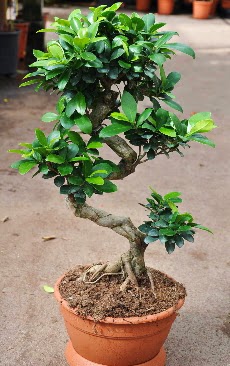 Orta boy bonsai saks bitkisi  Burdur internetten iek siparii 