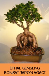 thal japon aac ginseng bonsai sat  Burdur nternetten iek siparii 