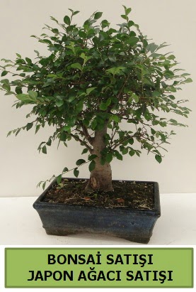 Minyatr bonsai japon aac sat  Burdur iek gnderme sitemiz gvenlidir 