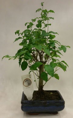 Minyatr bonsai japon aac sat  Burdur ieki telefonlar 