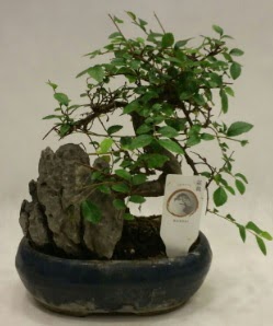 thal 1.ci kalite bonsai japon aac  Burdur iek sat 