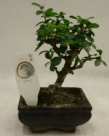 Kk minyatr bonsai japon aac  Burdur iek gnderme 