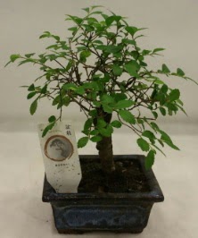 Minyatr ithal japon aac bonsai bitkisi  Burdur iek sat 