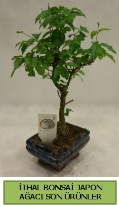 thal bonsai japon aac bitkisi  Burdur hediye sevgilime hediye iek 