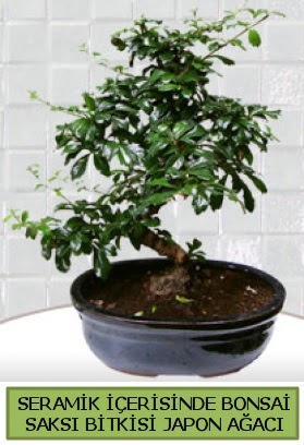 Seramik vazoda bonsai japon aac bitkisi  Burdur iek siparii sitesi 