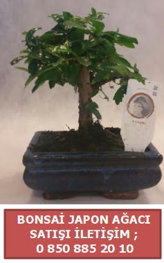 Japon aac minyar bonsai sat  Burdur iek sat 