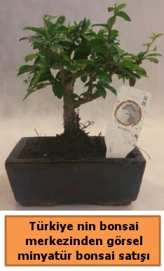 Japon aac bonsai sat ithal grsel  Burdur iek yolla 