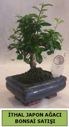 thal japon aac bonsai bitkisi sat  Burdur ieki telefonlar 