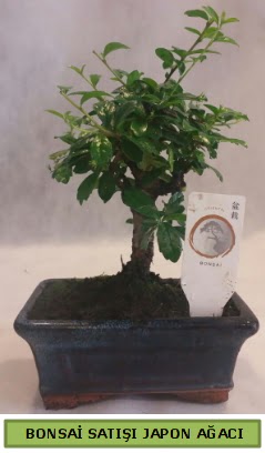 Minyatr bonsai aac sat  Burdur iek gnderme 