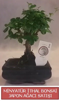Kk grsel bonsai japon aac bitkisi  Burdur iek , ieki , iekilik 