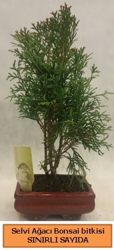 Selvi aac bonsai japon aac bitkisi  Burdur iek sat 