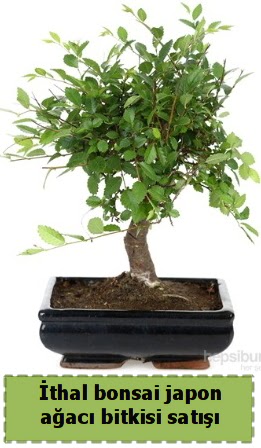 thal bonsai saks iei Japon aac sat  Burdur nternetten iek siparii 