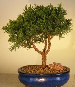 Servi am bonsai japon aac bitkisi  Burdur iek yolla 