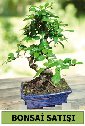 am bonsai japon aac sat  Burdur iek sat 
