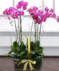 7 dall mor lila orkide  Burdur iek gnderme sitemiz gvenlidir 