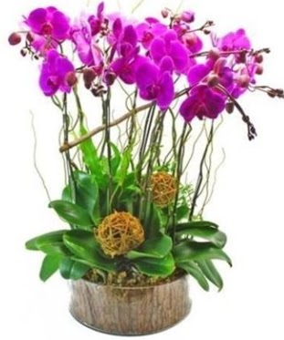Ahap ktkte lila mor orkide 8 li  Burdur internetten iek sat 