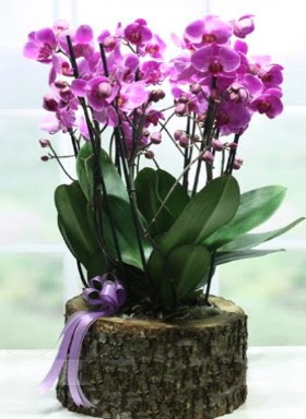 Ktk ierisinde 6 dall mor orkide  Burdur ucuz iek gnder 
