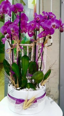 Seramik vazoda 4 dall mor lila orkide  Burdur online iek gnderme sipari 