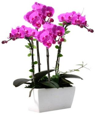 Seramik vazo ierisinde 4 dall mor orkide  Burdur iek sat 
