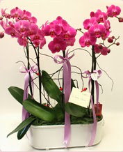 Beyaz seramik ierisinde 4 dall orkide  Burdur ucuz iek gnder 