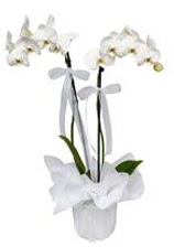 2 dall beyaz orkide  Burdur gvenli kaliteli hzl iek 