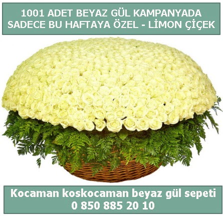 1001 adet beyaz gül sepeti özel kampanyada  Burdur çiçek gönderme sitemiz güvenlidir 