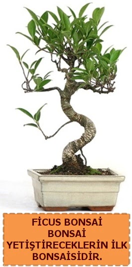Ficus bonsai 15 ile 25 cm arasndadr  Burdur iek yolla 