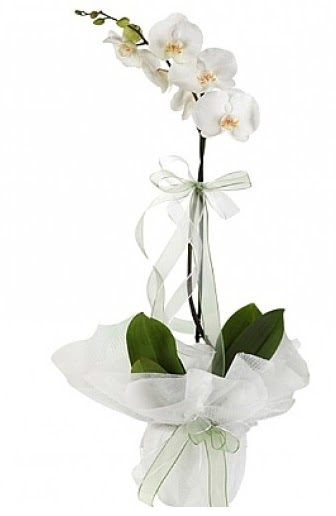 Tekli Beyaz Orkide  Burdur hediye iek yolla 