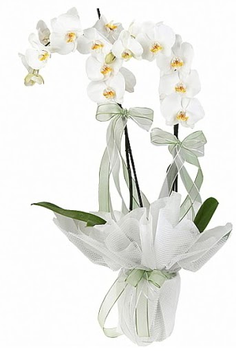 ift Dall Beyaz Orkide  Burdur anneler gn iek yolla 