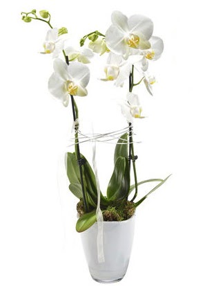 2 dall beyaz seramik beyaz orkide sakss  Burdur iek gnderme sitemiz gvenlidir 