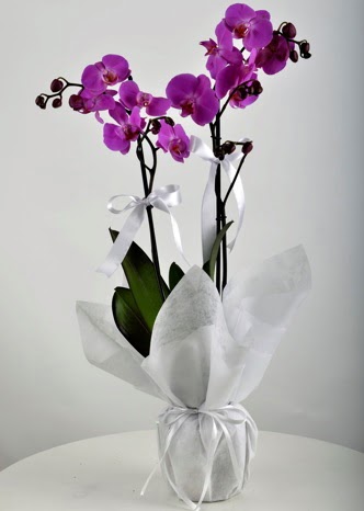 ift dall saksda mor orkide iei  Burdur iek siparii vermek 