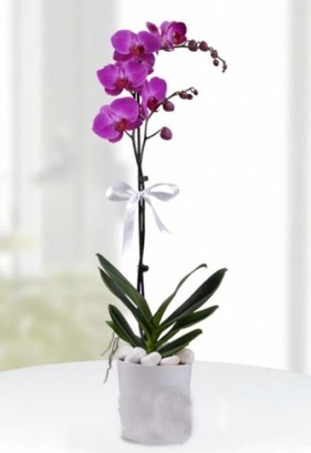Tek dall saksda mor orkide iei  Burdur iekiler 