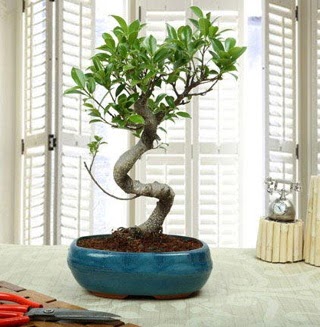 Amazing Bonsai Ficus S thal  Burdur internetten iek siparii 